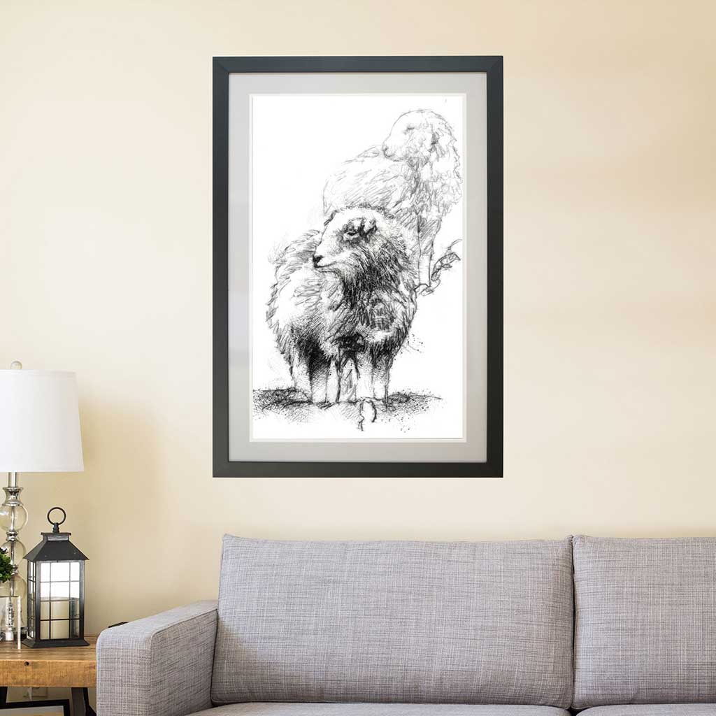 Herdwick sheep