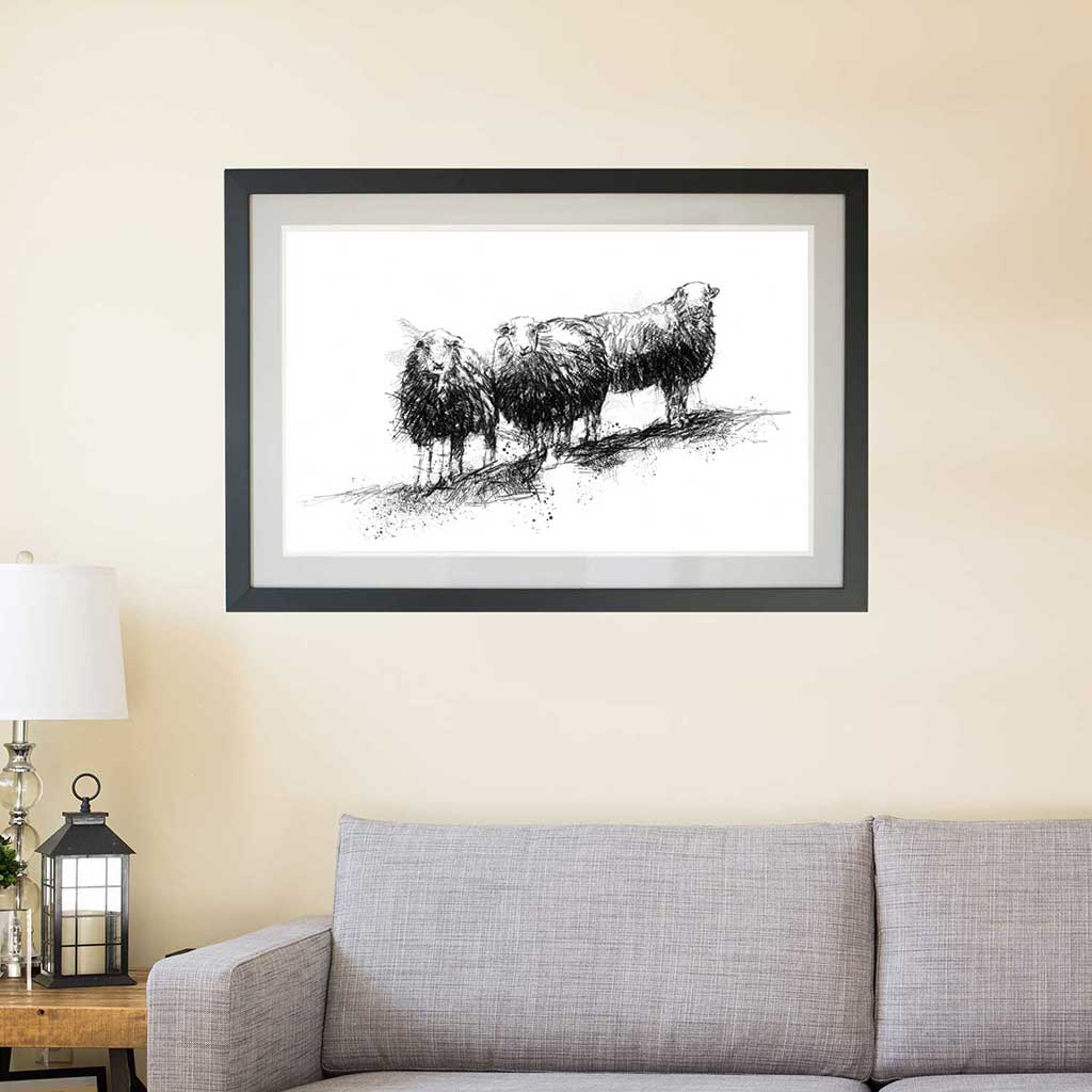 Herdwick sheep
