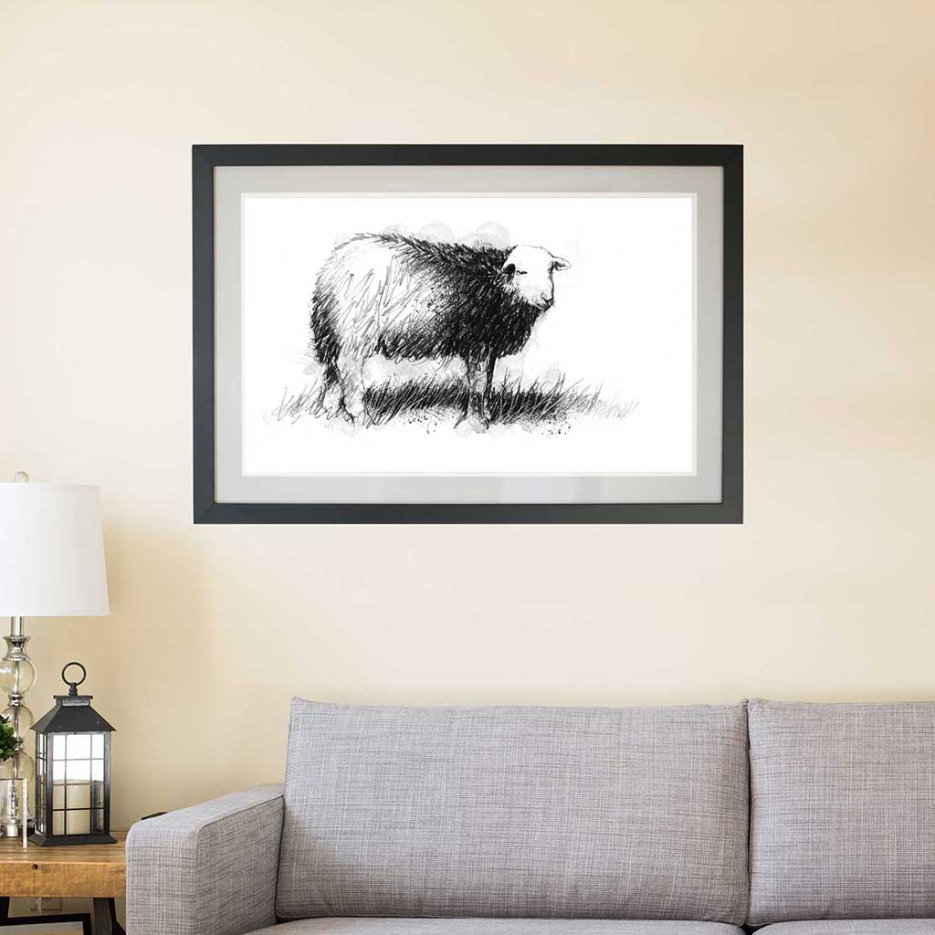 Herdwick sheep