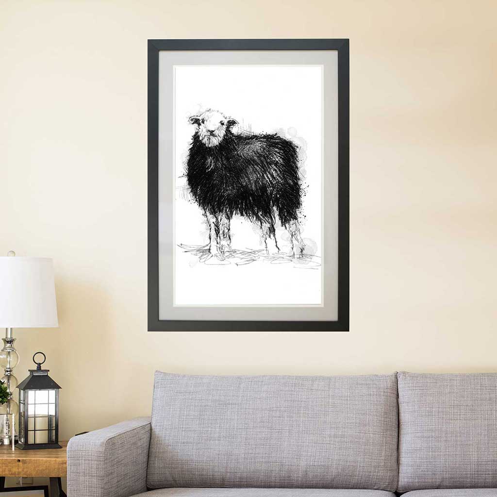 Herdwick sheep