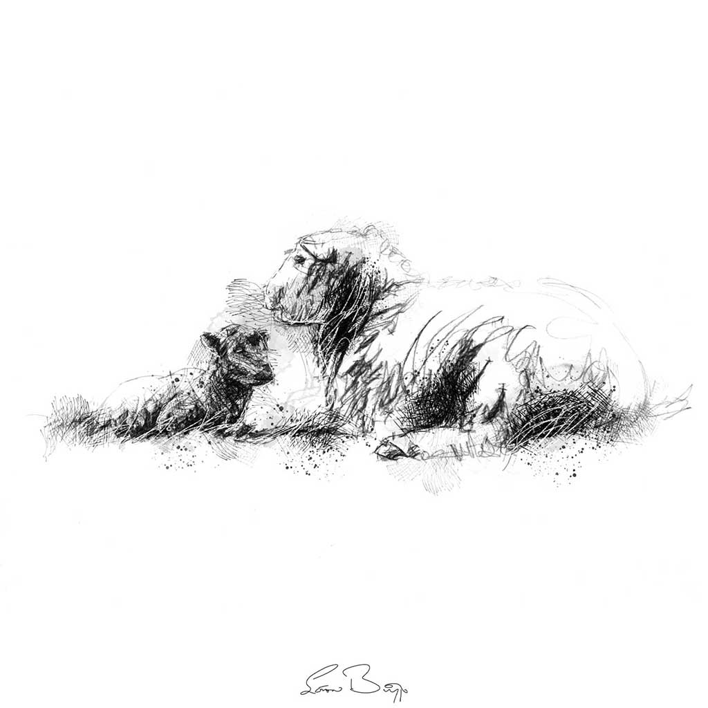 Herdwick ewe and lamb