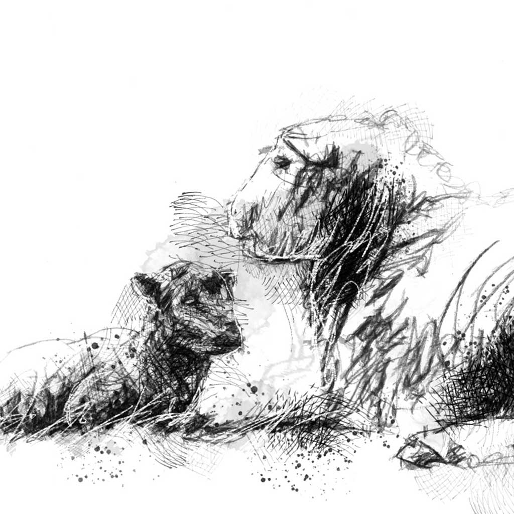 Herdwick ewe and lamb