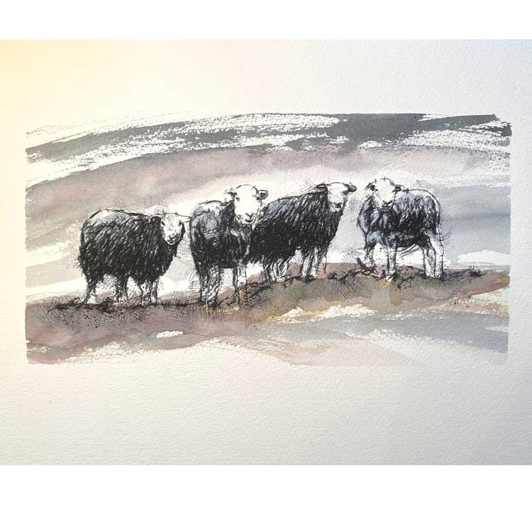 Herdwick sheep one off sketch