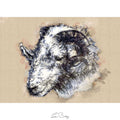 Herdwick ram
