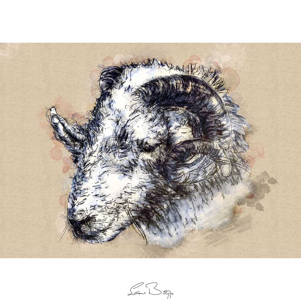 Herdwick ram