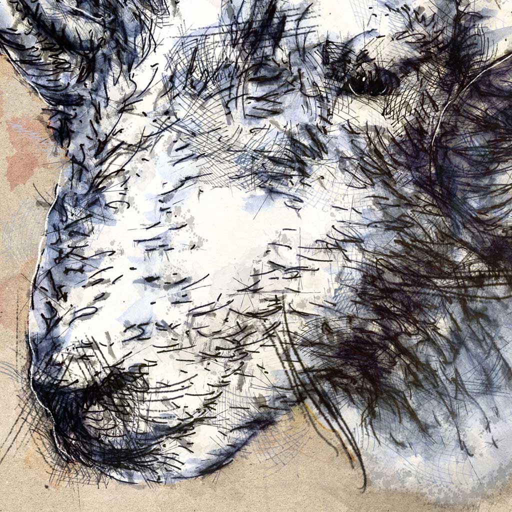 Herdwick ram