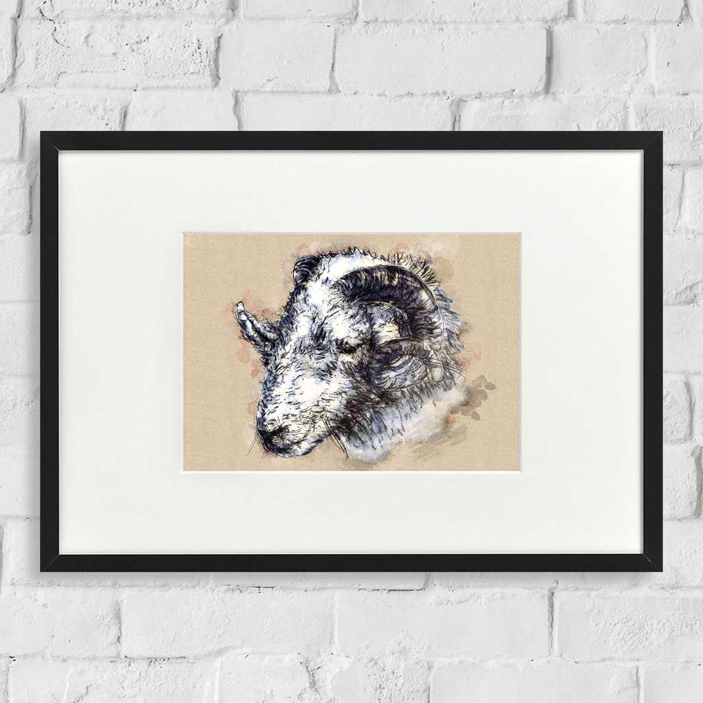 Herdwick ram