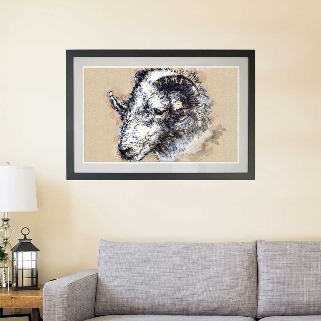 Herdwick ram