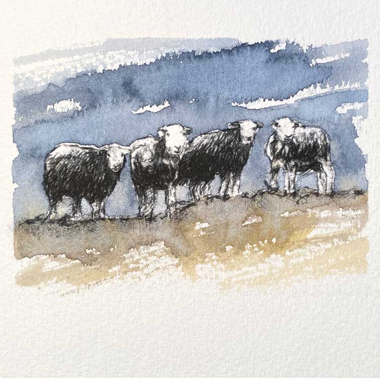 Herdwick sheep original mini sketch
