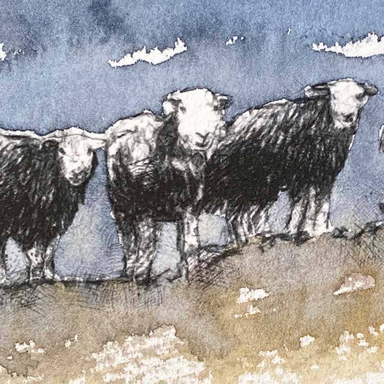 Herdwick sheep one off sketch