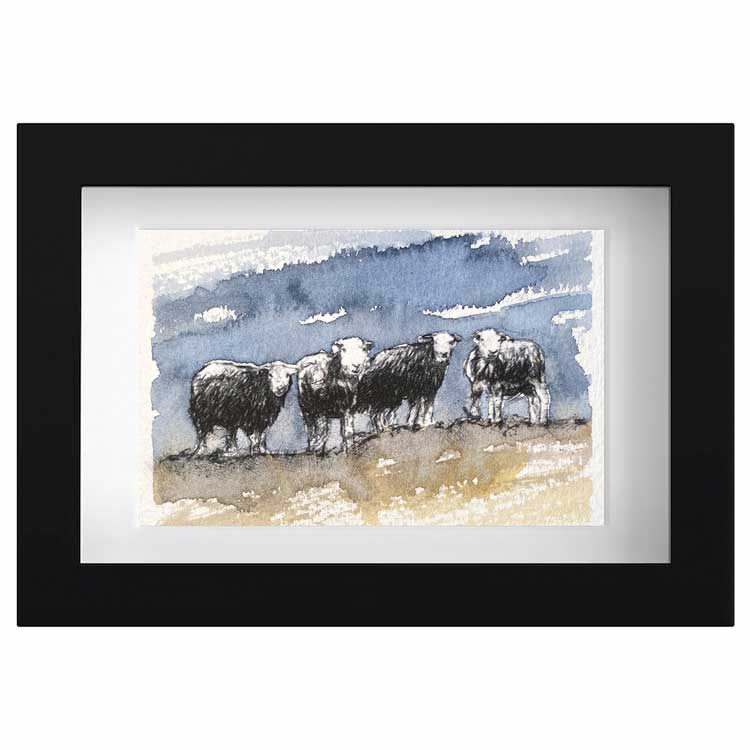 Herdwick sheep one off sketch