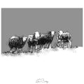 Sheep snowline