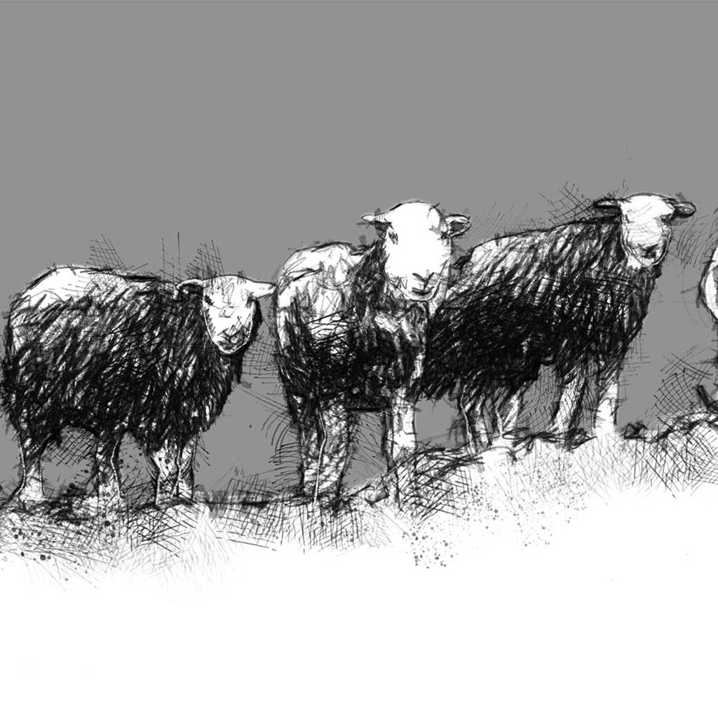 Sheep snowline