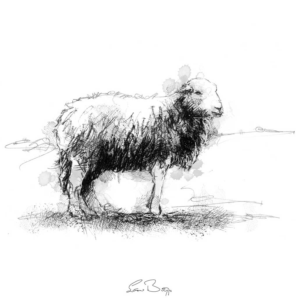 Herdwick sheep