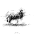 Herdwick sheep
