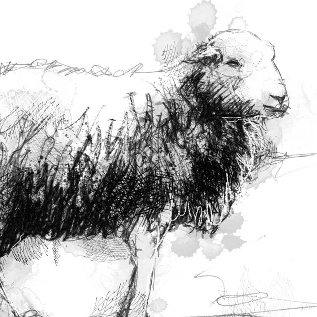 Herdwick sheep