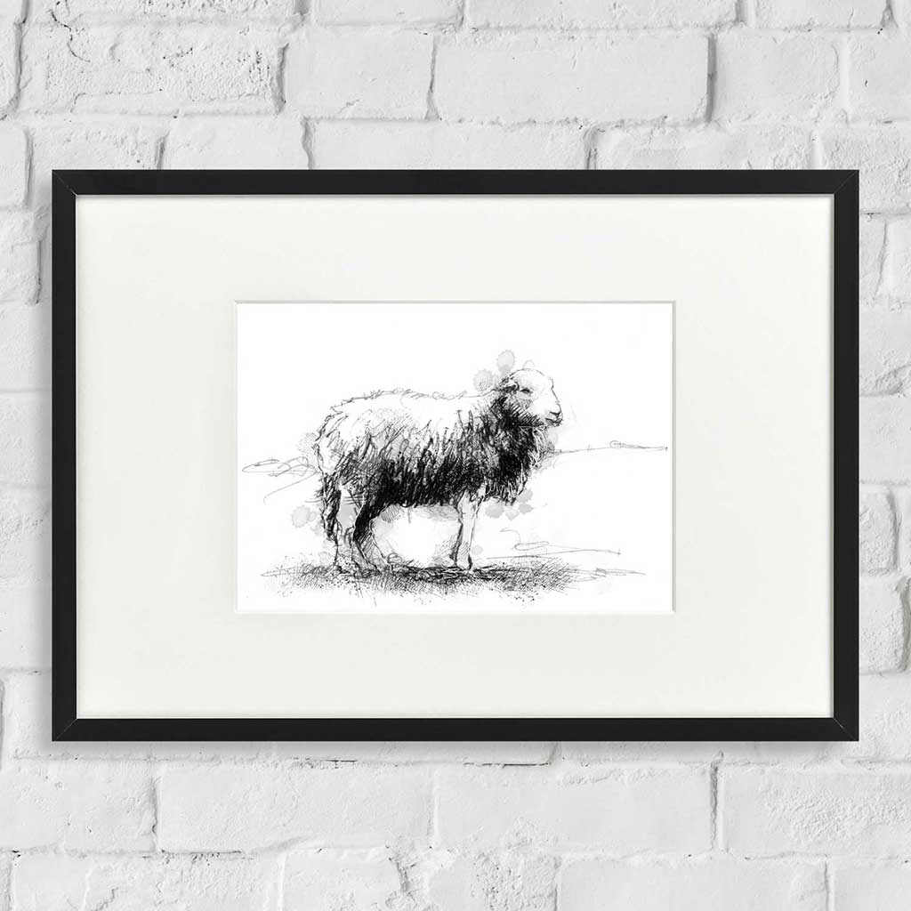 Herdwick sheep