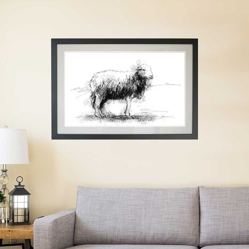 Herdwick sheep