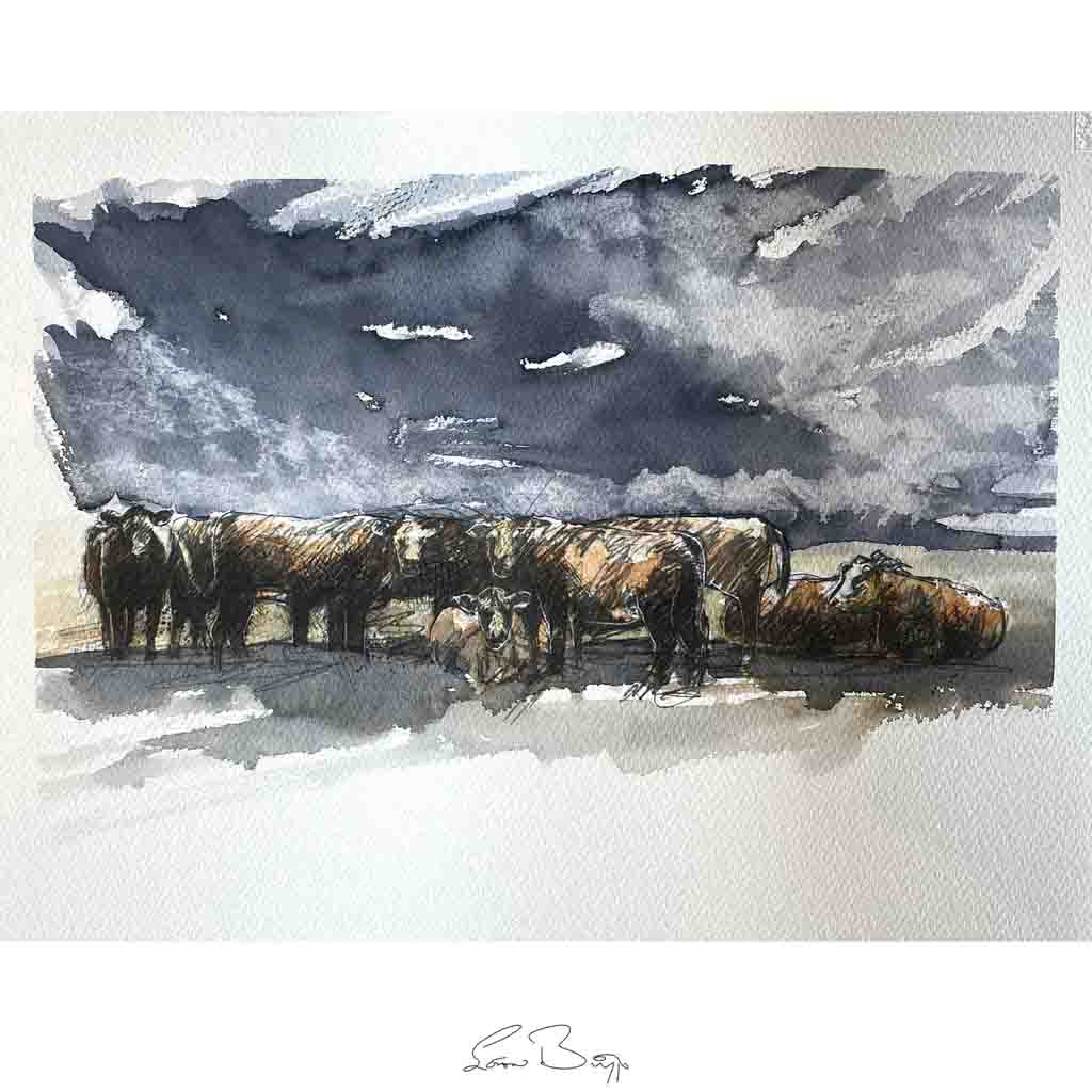 Hereford herd storm
