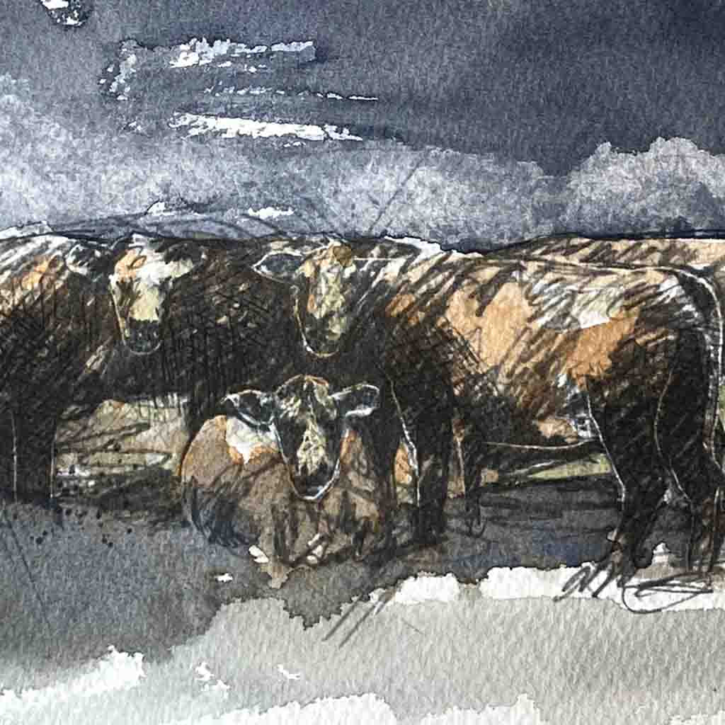 Hereford herd storm