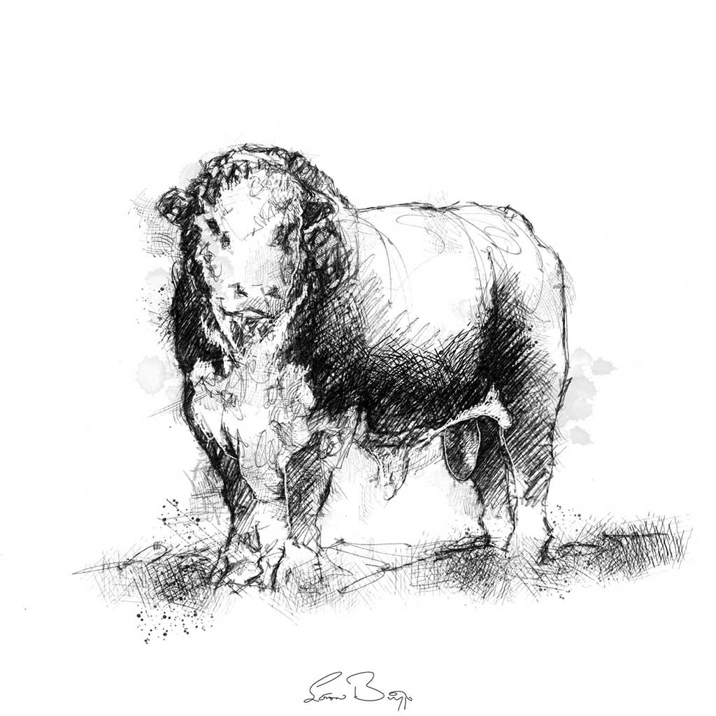 Hereford bull