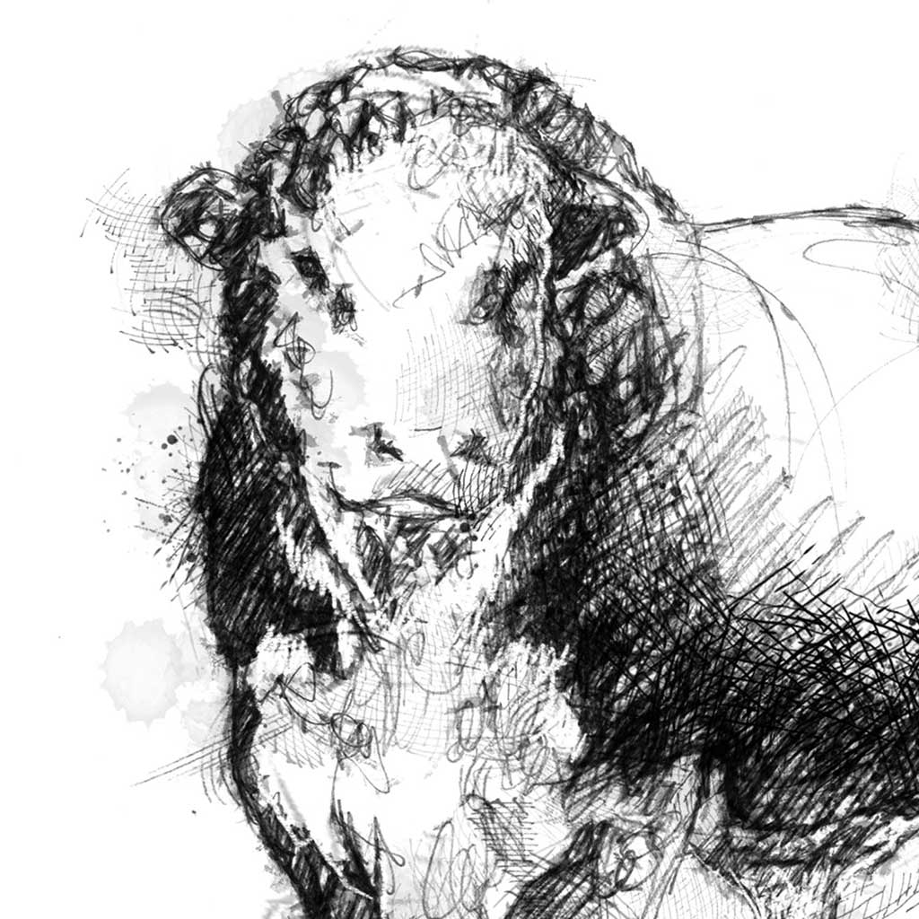 Hereford bull