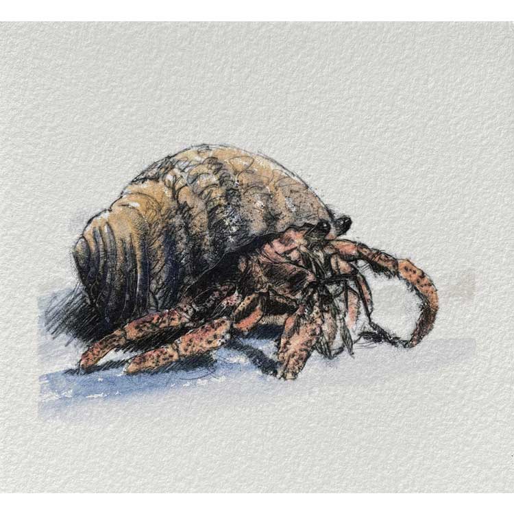Hermit crab mini sketch