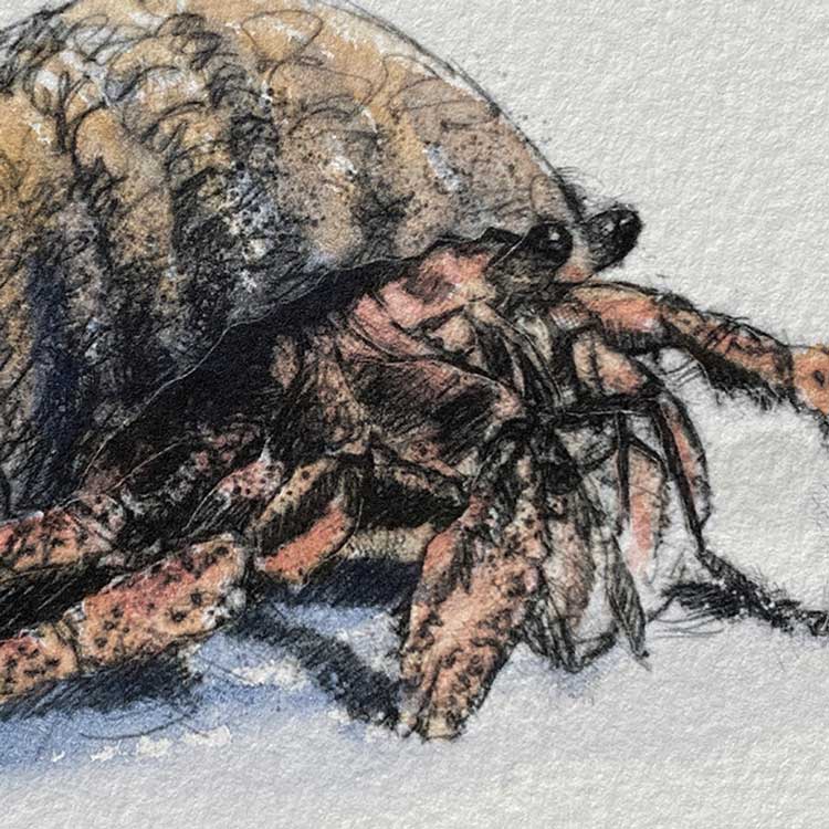 Hermit crab mini sketch