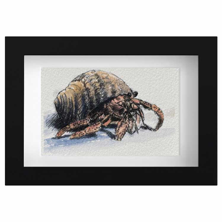 Hermit crab mini sketch