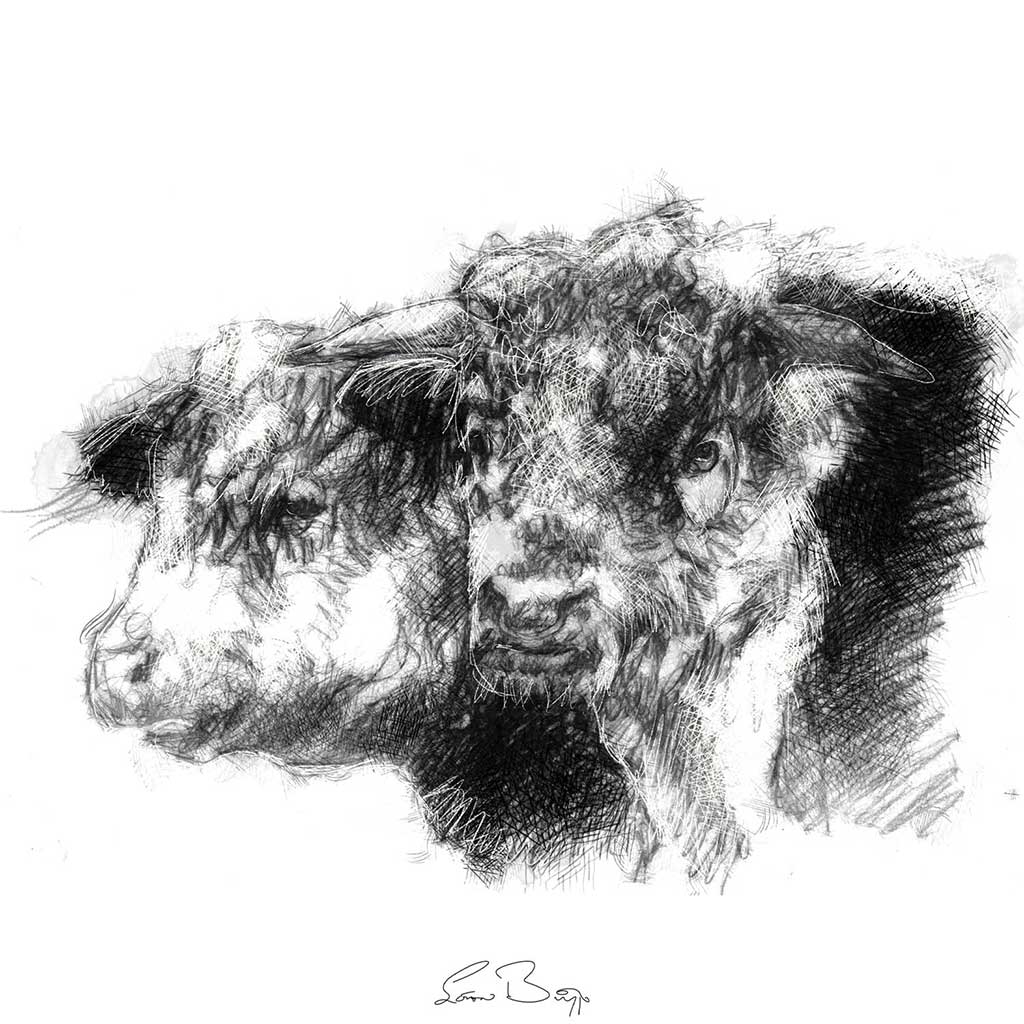Cow and bull