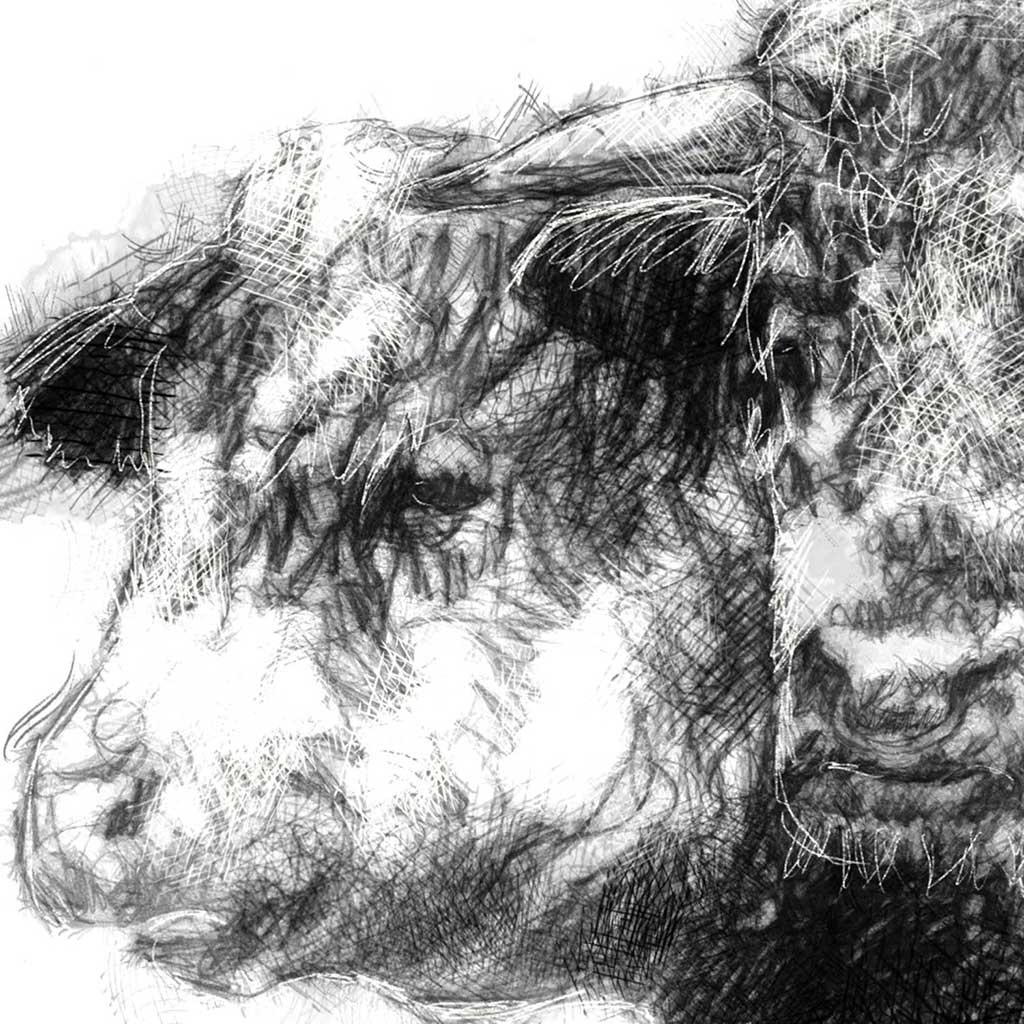 Cow and bull