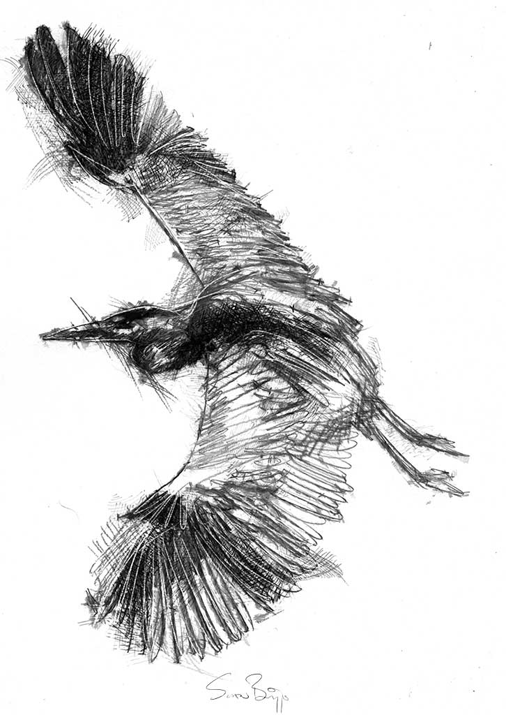 Grey heron