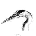 Heron head