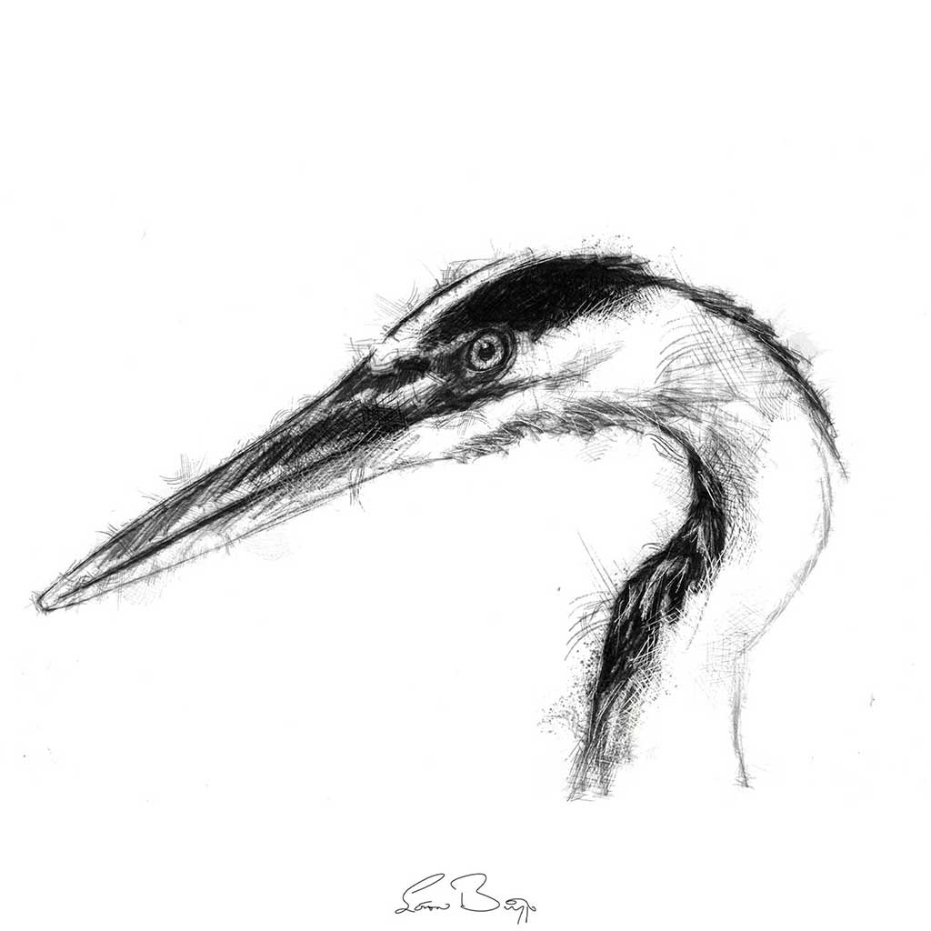 Heron head