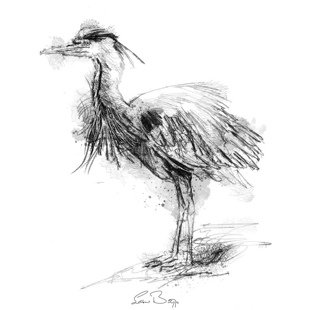 Grey heron scruff
