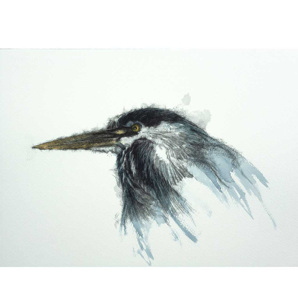 Grey heron