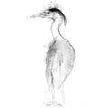 Grey heron