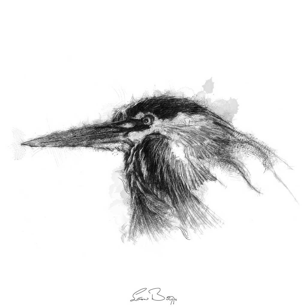 Grey heron