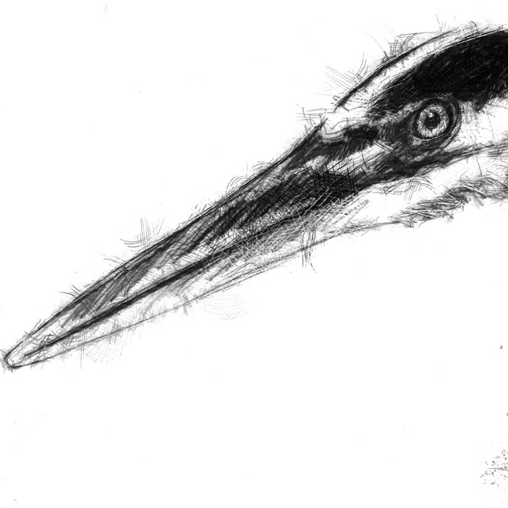 Heron head
