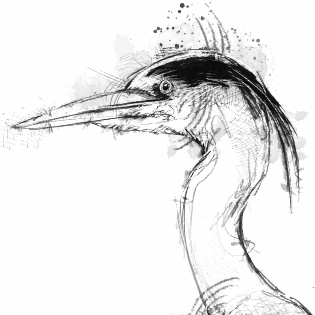 Grey heron