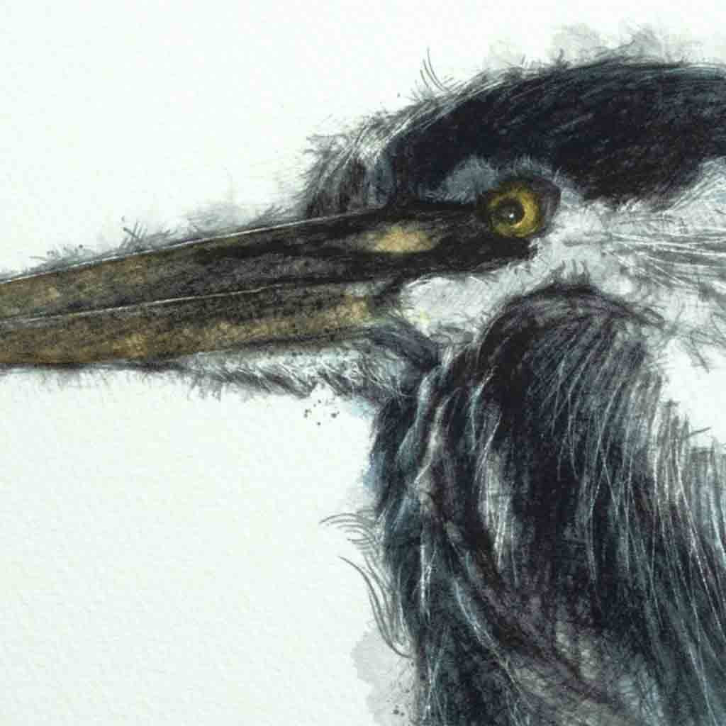 Grey heron