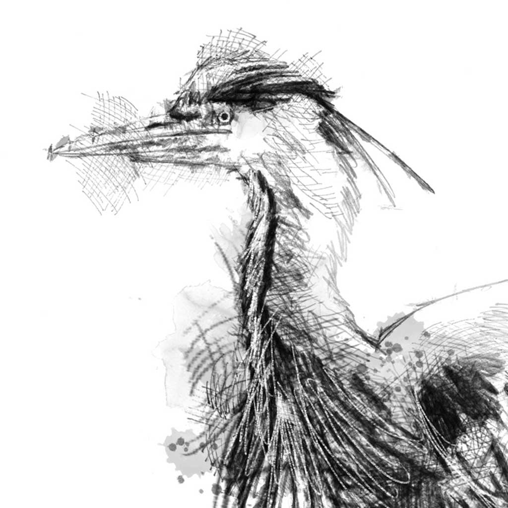 Grey heron scruff