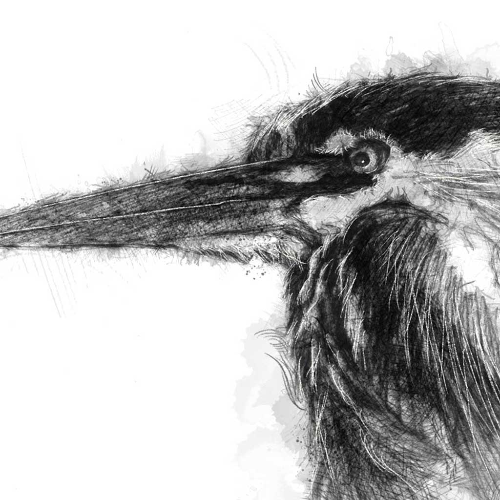 Grey heron
