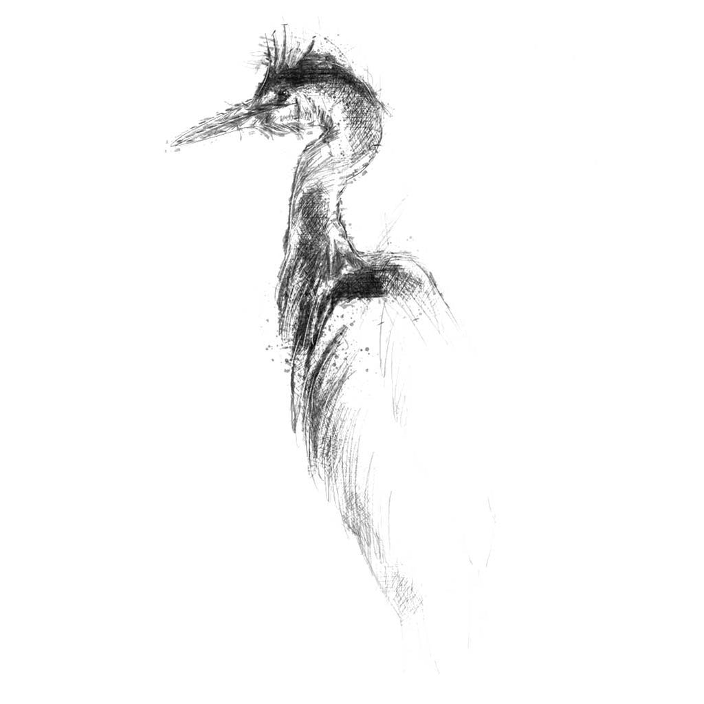 Grey heron