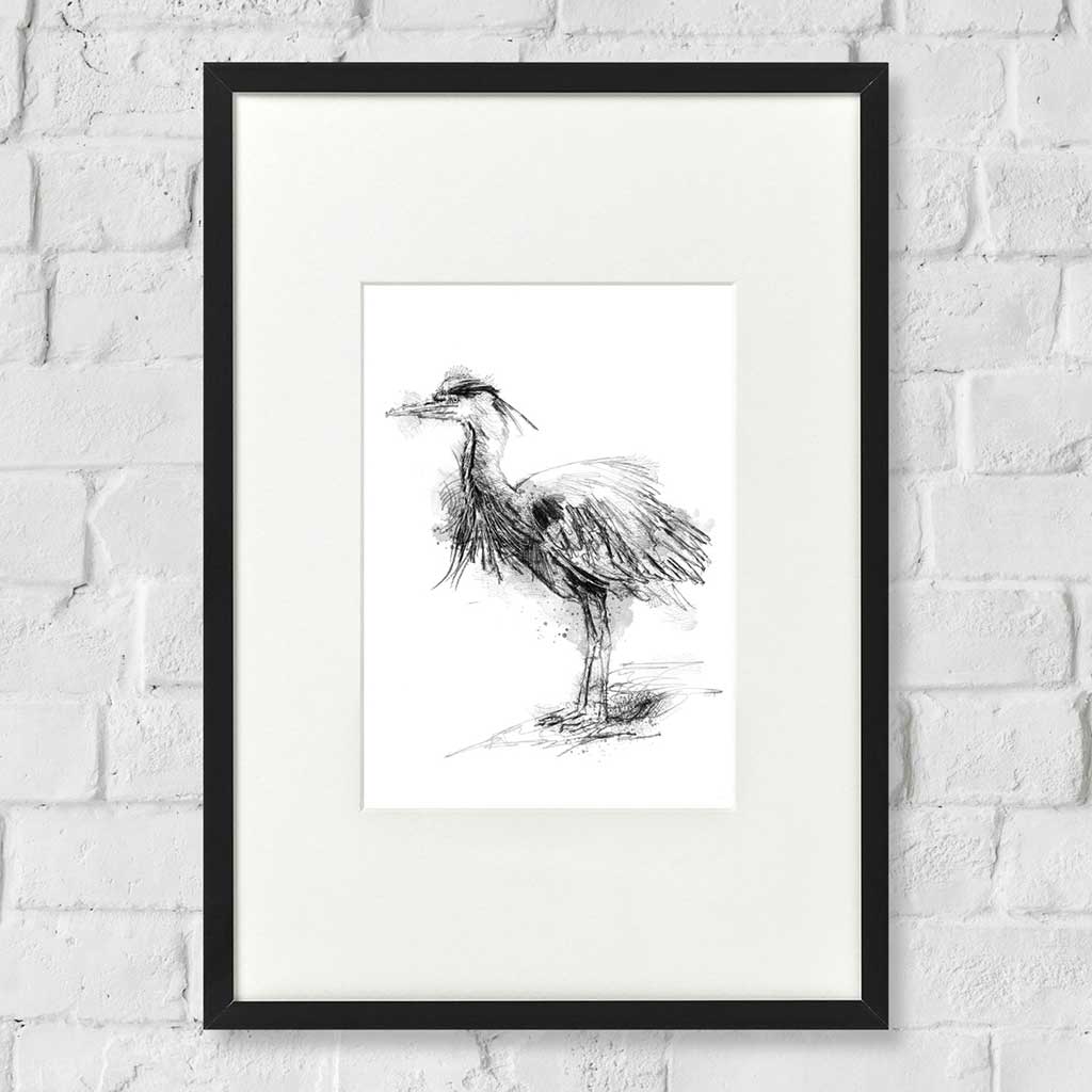 Grey heron scruff