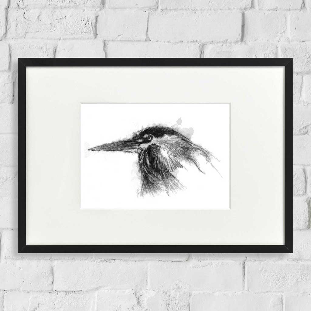 Grey heron