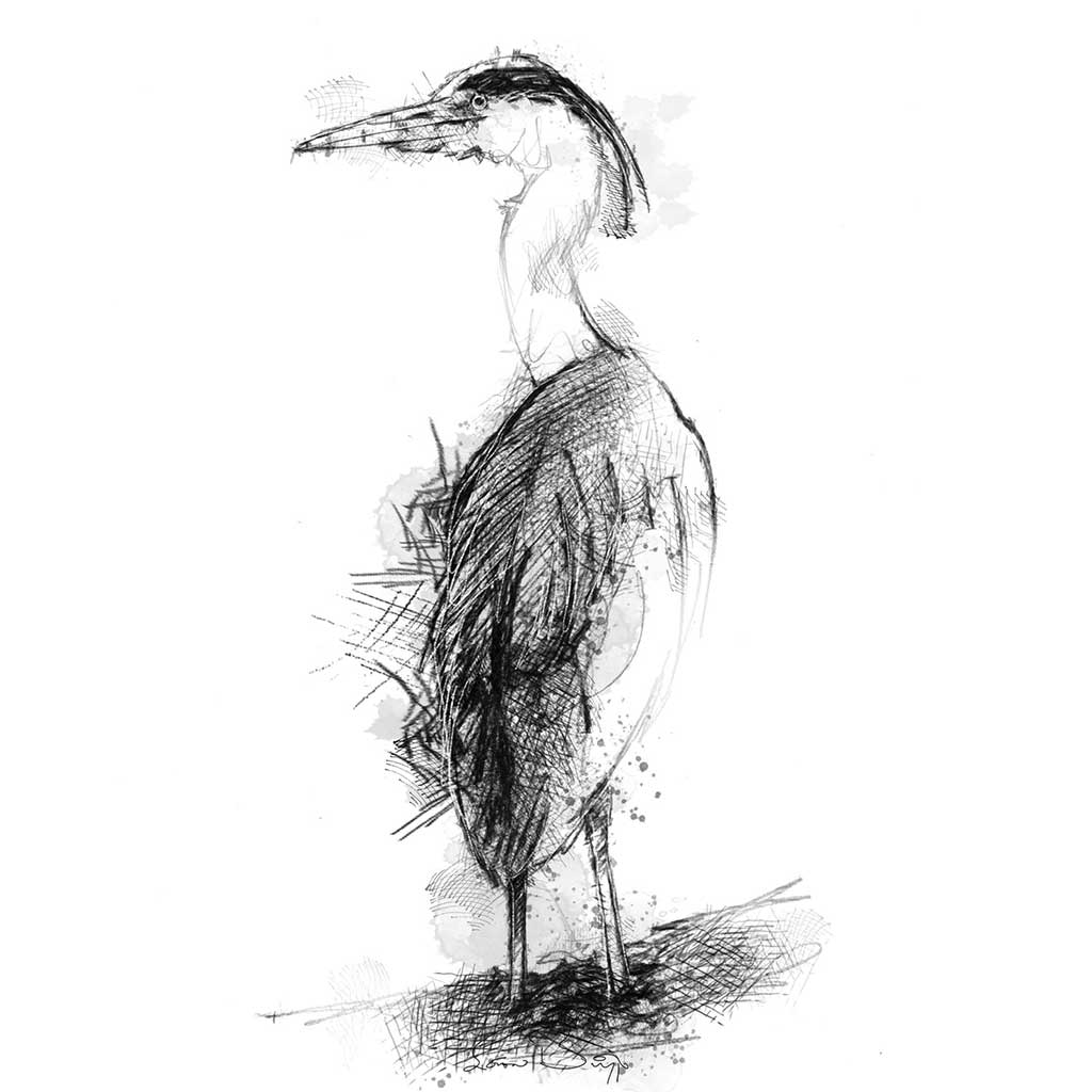 Grey heron
