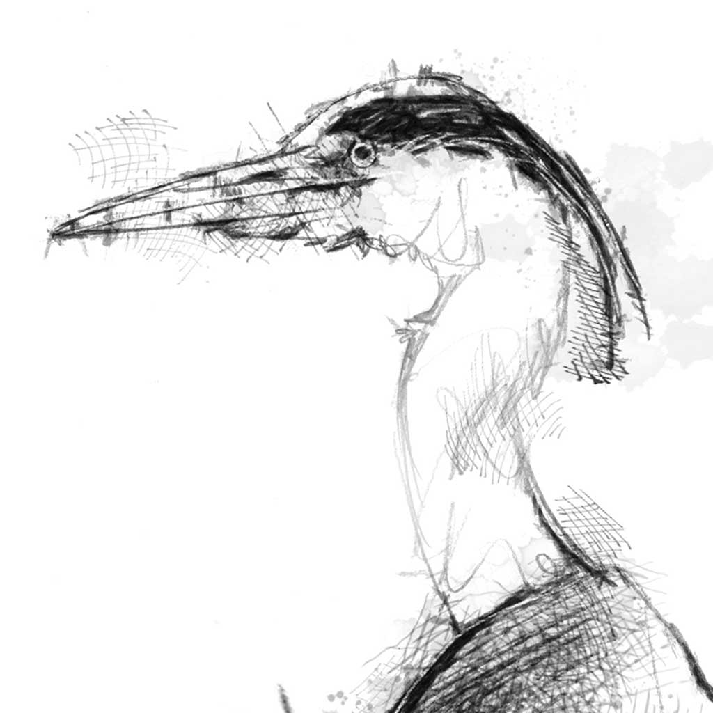 Grey heron