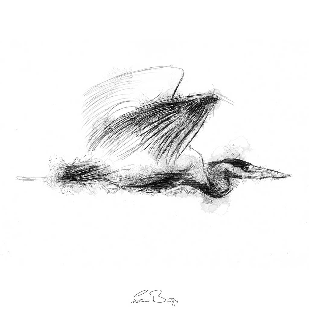 Heron flight