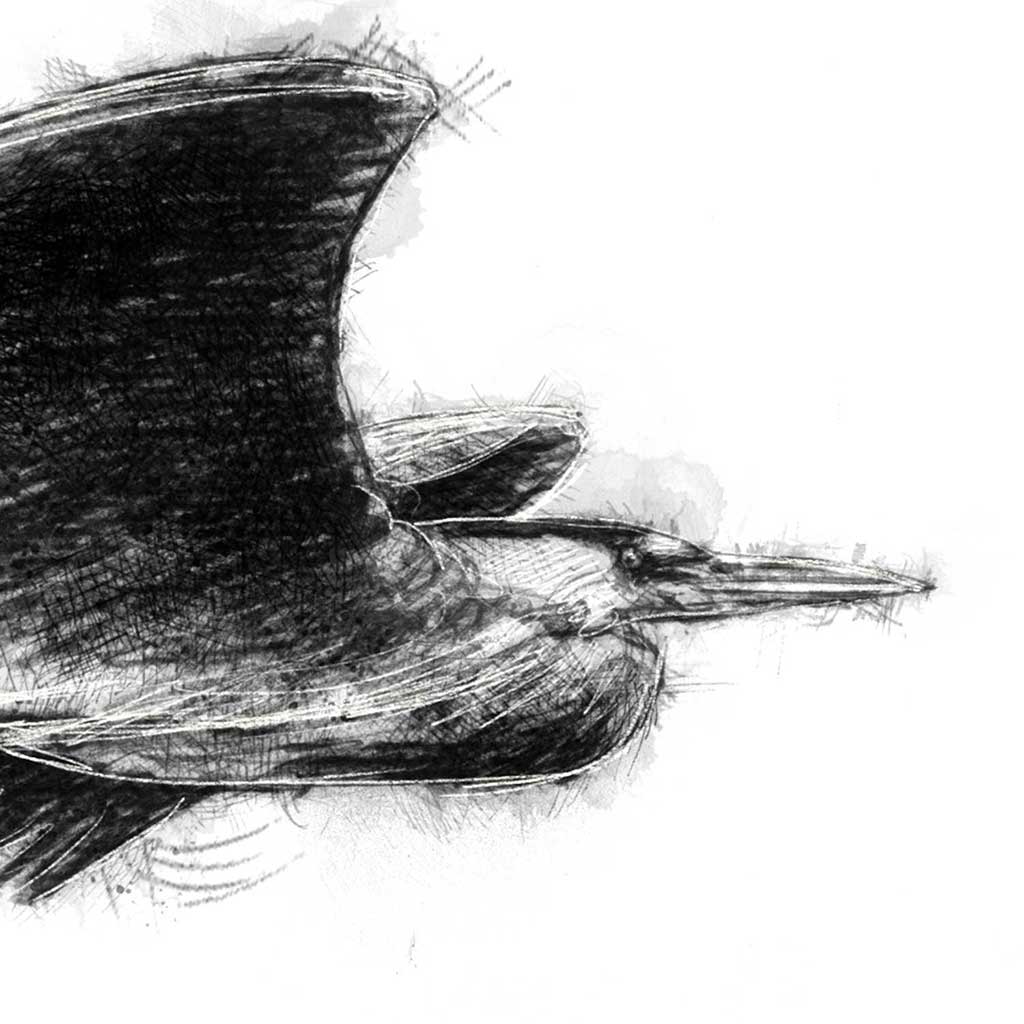 Heron flight